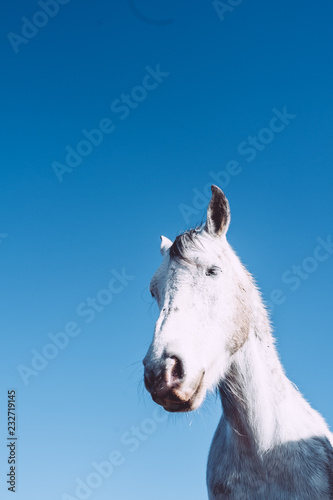 Portrait d un cheval blanc