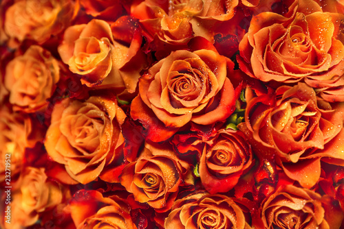Red roses background. Bouquet of red roses in the dew. Flowers Present. Pink roses. Texture or background of flowers.