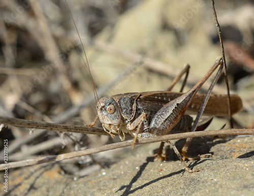 Tuscany, Italy, locust grasshopper stands over a blade of grass under the sun rays © Paolo