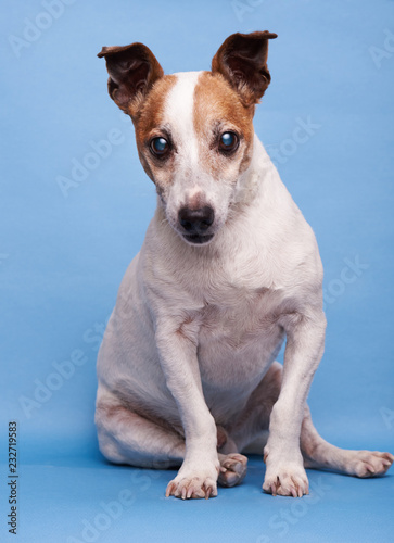 Fototapeta Naklejka Na Ścianę i Meble -  One cute jack russell terrier