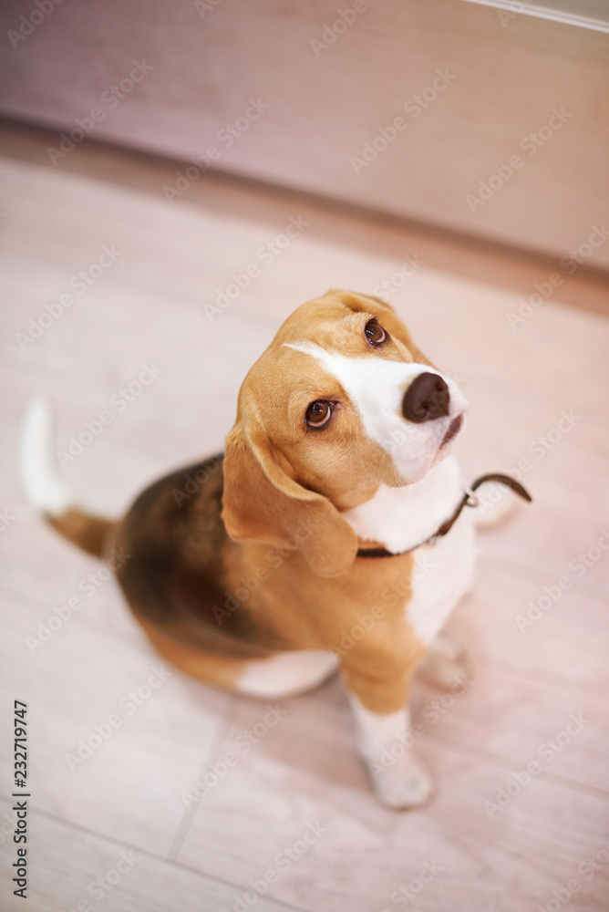 Beagle dog sitting on wooden floor