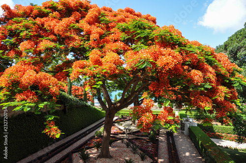 Flamboyant tree in Haifa (Israel)