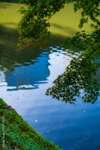 Green maple leaves with pond and reflection of buildings in the background (Koishikawa Korakuen, Tokyo, Japan)