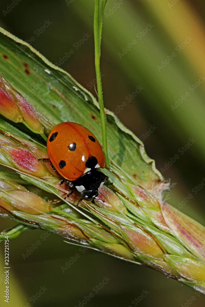 Obraz premium biedronka siedmioramienna (coccinella septempunctata)