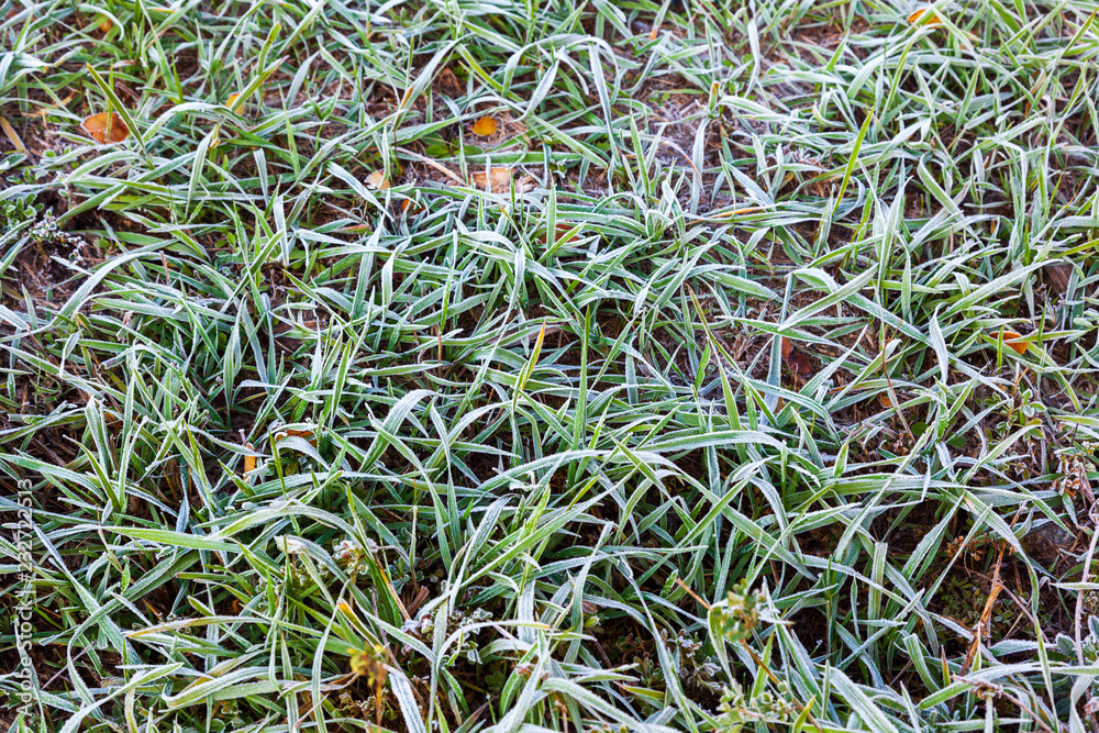 Winter frost covered the grass and leaves. White cover on the ground. Landscape and copy space. Hoarfrost autumn background. Winter frost covered the grass and leaves. White cover on the ground. Landscape and copy space. Hoarfrost autumn background.