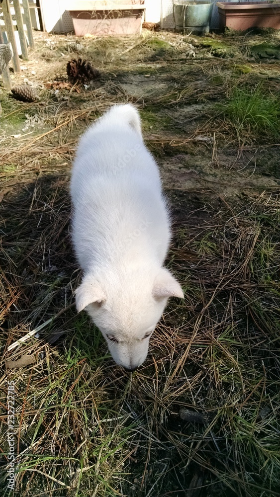 Fototapeta premium pup