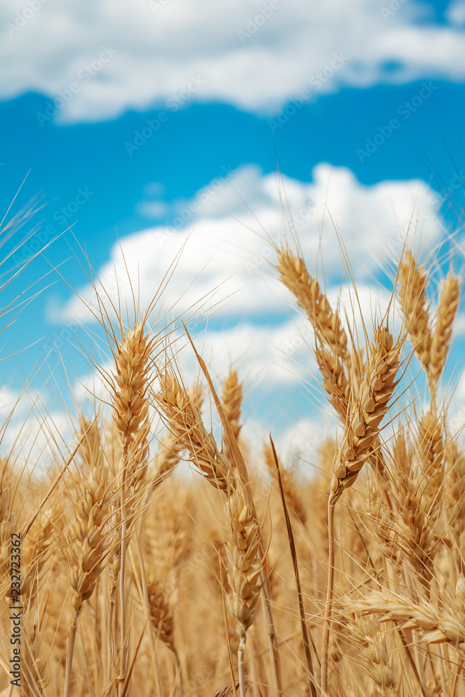 Wheat field. Ears of golden wheat close up. Beautiful Nature Sunset Landscape. Rural Scenery under Shining Sunlight. Background of ripening ears of wheat field. Rich harvest Concept. Label art design Wheat field. Ears of golden wheat close up. Beautiful Nature Sunset Landscape. Rural Scenery under Shining Sunlight. Background of ripening ears of wheat field. Rich harvest Concept. Label art design