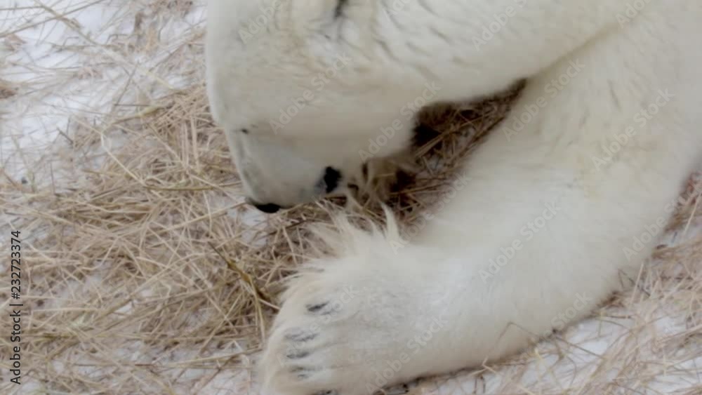 Polar bear feeding grass in the snow Beautiful shot of Polar bear feeding grass in the snow Polar bear feeding grass in the snow Beautiful shot of Polar bear feeding grass in the snow