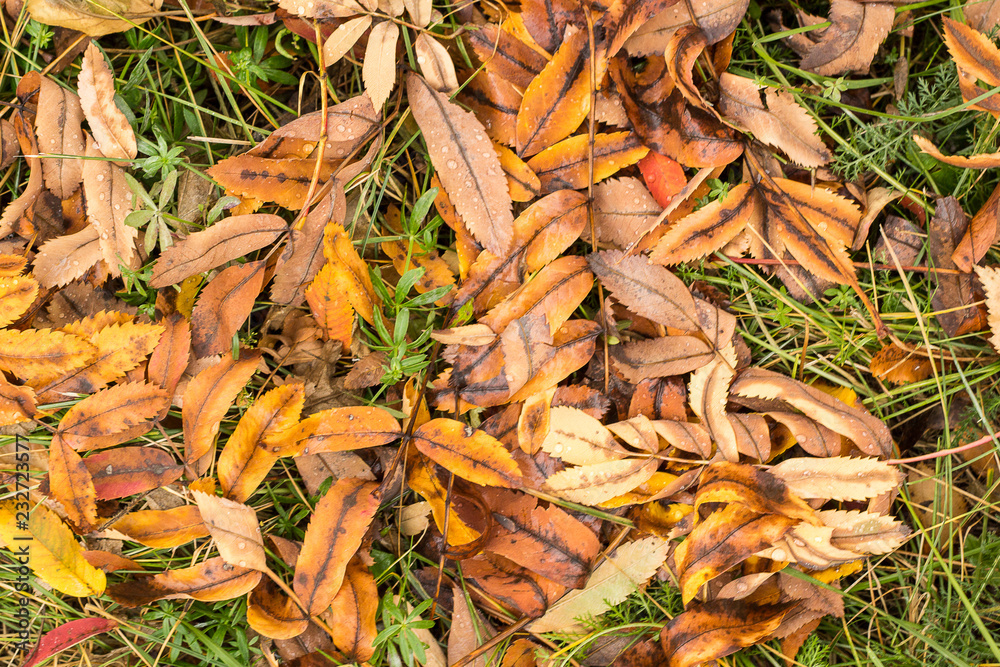 autumn time autumn time
