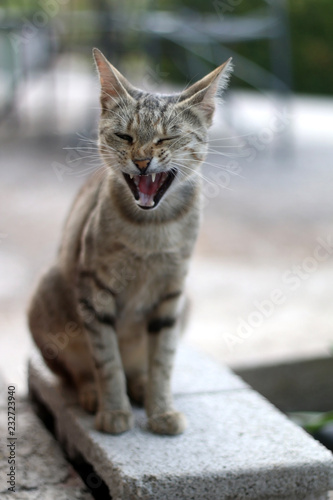 Brown tabby cat sitting in the garden  yawning and making a funny face. Seleective focus.