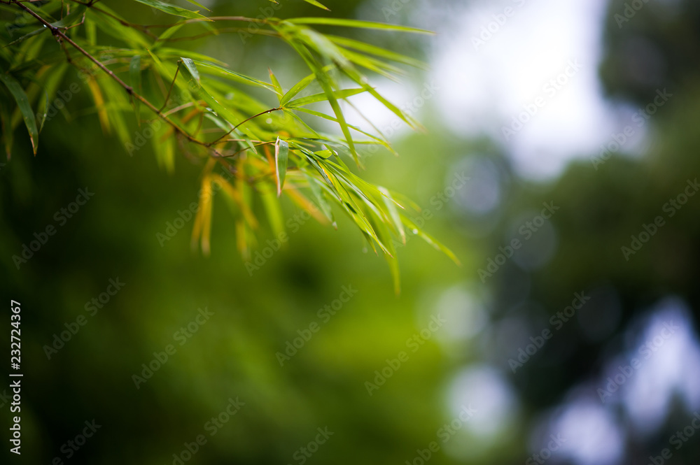 Fototapeta premium Bamboo forest green background Nature & Shade