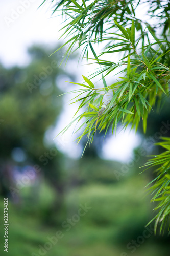 Bamboo forest green background Nature   Shade