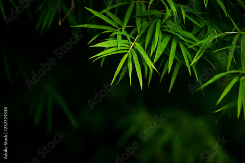 Bamboo forest green background Nature   Shade