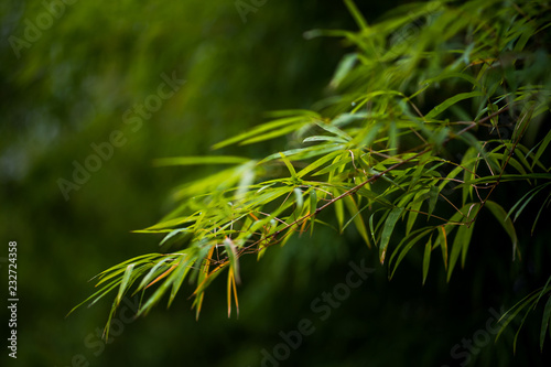 Bamboo forest green background Nature & Shade