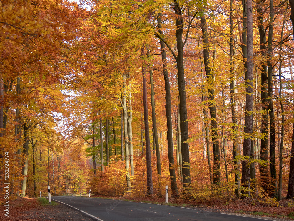 Obraz premium Bunter Laubwald im Herbst