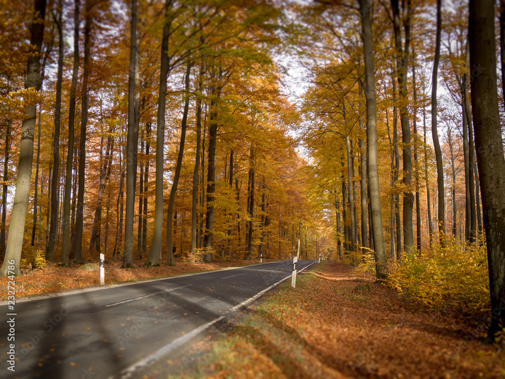 Bunter Laubwald im Herbst mit Strasse