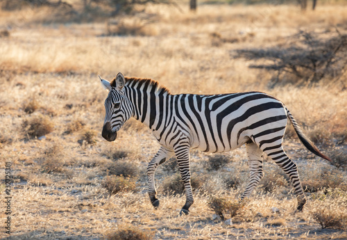 Full body profile portrait of zebra, Equus quagga, running in northern African landscape