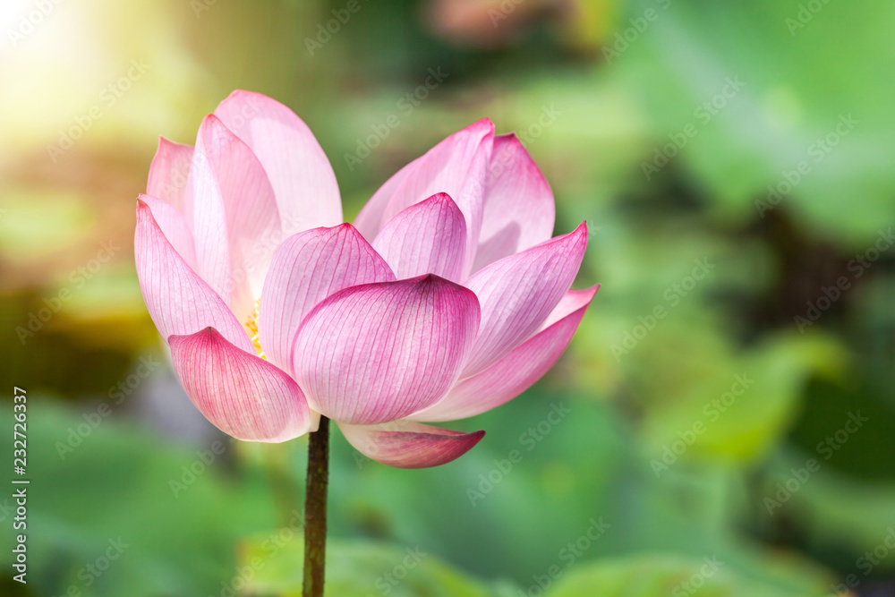 Close up pink Sacred lotus flower ( Nelumbo nucifera ) with green leaves blooming in lake on sunny day Close up pink Sacred lotus flower ( Nelumbo nucifera ) with green leaves blooming in lake on sunny day