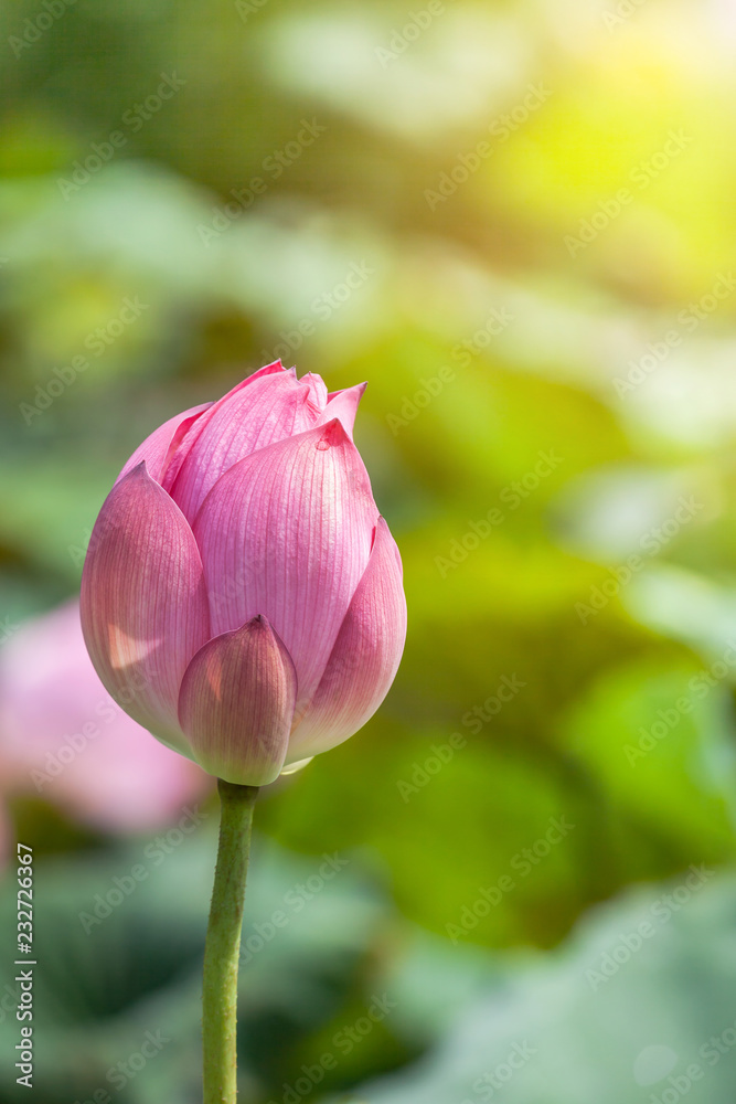 Close up pink lotus flower bud   or Sacred lotus flower  bud    ( Nelumbo nucifera ) with green leaves blooming in lake on sunny day
