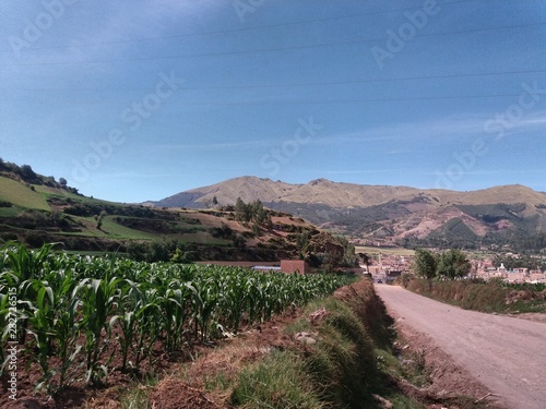 Corn crop, road, distant mountains, blue sky background, located in San Sebastian, Cusco, Peru.