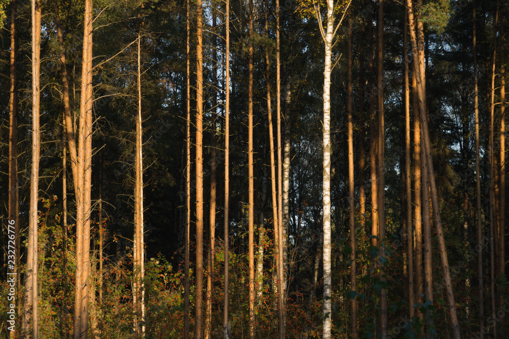 Forest with high trees background