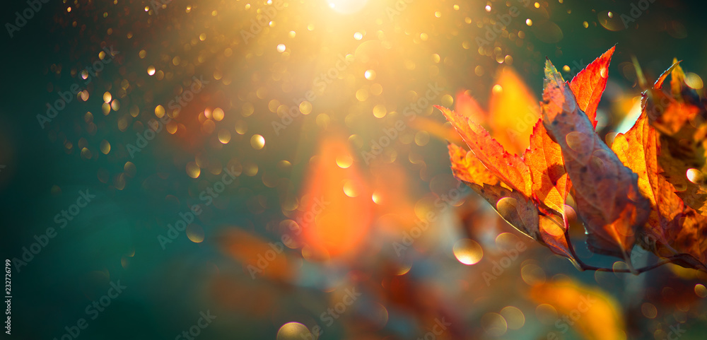 Obraz premium Autumn colorful bright leaves swinging in a tree in autumnal park. Autumn colorful background, fall backdrop