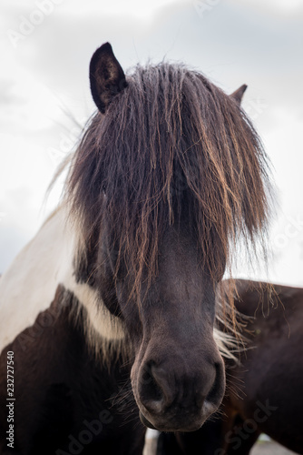 portrait of a horse © Josie Kleinitz