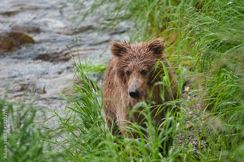wild brown bear in forest, Alaska