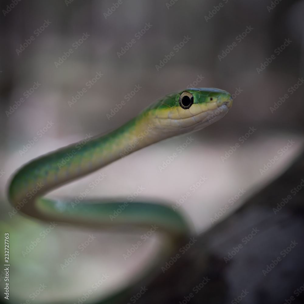 Rough Green Snake (Opheodrys aestivus) Rough Green Snake (Opheodrys aestivus)