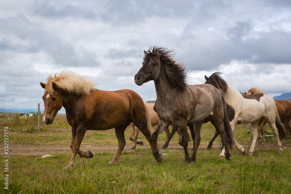 Fototapeta premium herd of horses on meadow