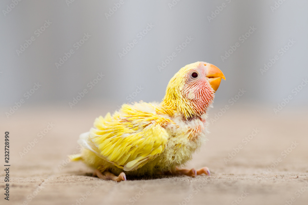 Obraz premium Close up shot of beautiful miniature Rosy faced lovebird chick playing and searching for feeding.
