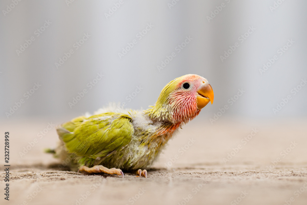 Naklejka premium Close up shot of beautiful miniature Rosy faced lovebird chick playing and searching for feeding.