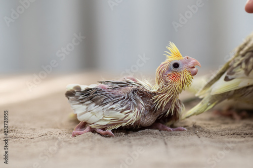 Close up shot of beautiful miniature Cockatiel chicks playing and searching for feeding.