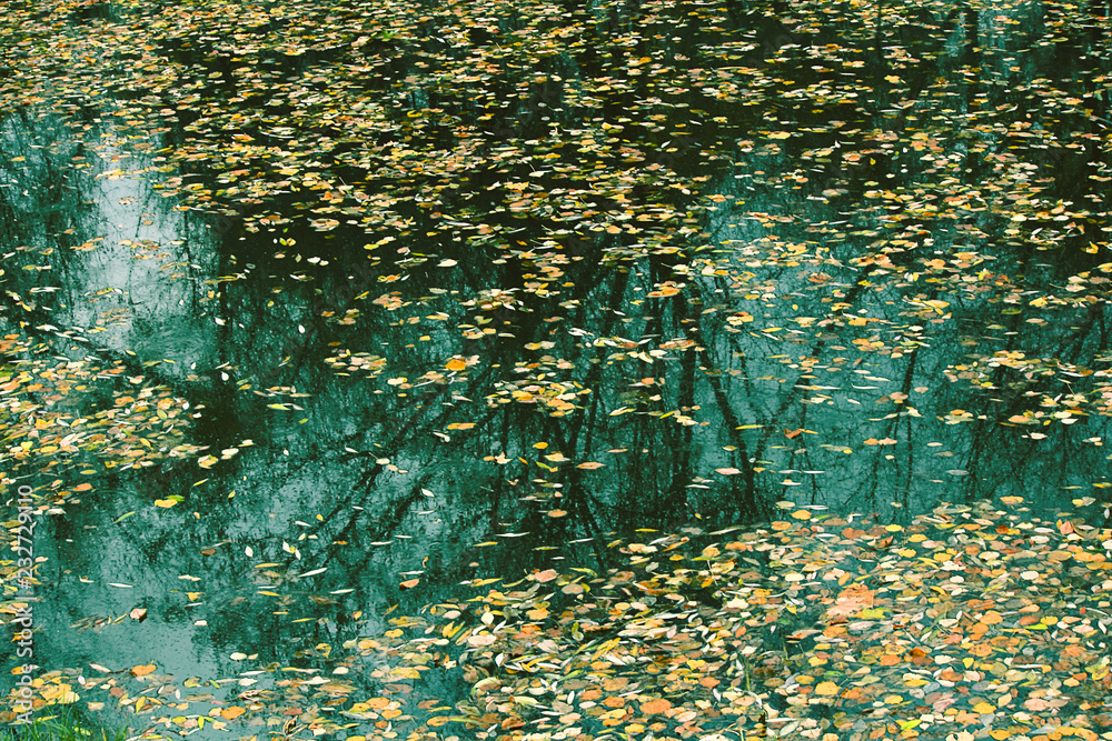 Autumn forest or park. Trees and bushes are reflected in the water. Colorful leaves on the water surface. Selective focus, place for text.
