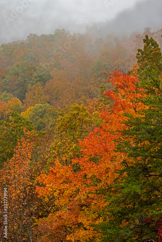 Fog lies around a valley of yellow leaves and green Rhododendron bushes in the Smoky Mountains.