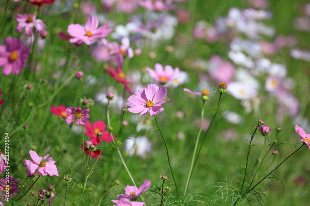 Cosmos bipinnatus - Dwarf sensation