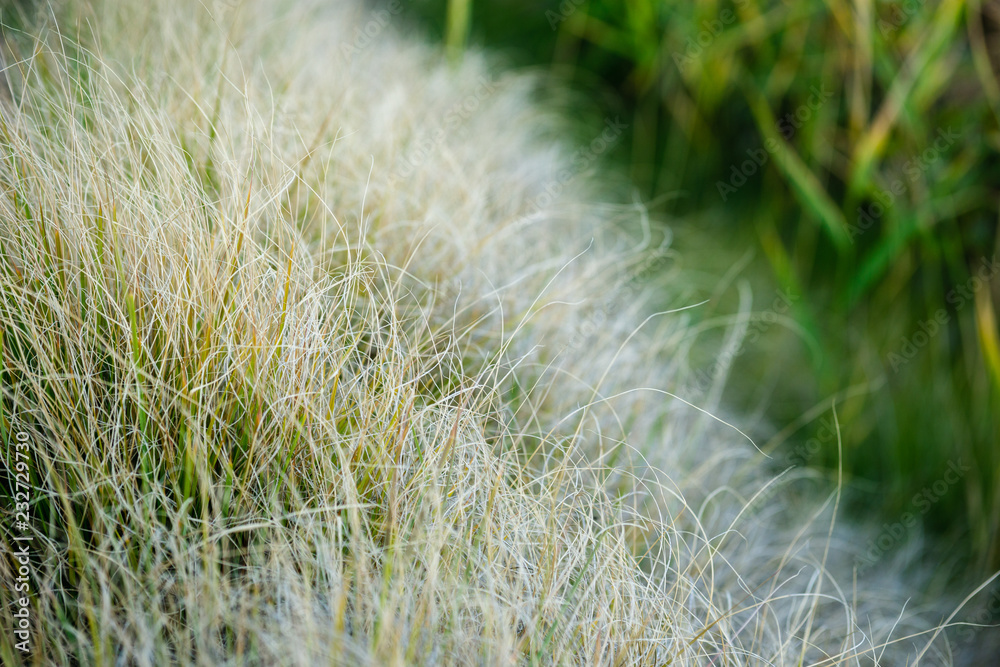 Beutiful Pennisetum alopecuroides - ornamental grass, fountain grass, selective focus. Beutiful Pennisetum alopecuroides - ornamental grass, fountain grass, selective focus.