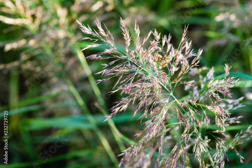 Beutiful Pennisetum alopecuroides - ornamental grass, fountain grass, selective focus.