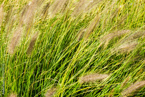 Beutiful Pennisetum alopecuroides - ornamental grass, fountain grass, selective focus.