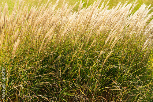 Fototapeta Naklejka Na Ścianę i Meble -  Beutiful Pennisetum alopecuroides - ornamental grass, fountain grass, selective focus.