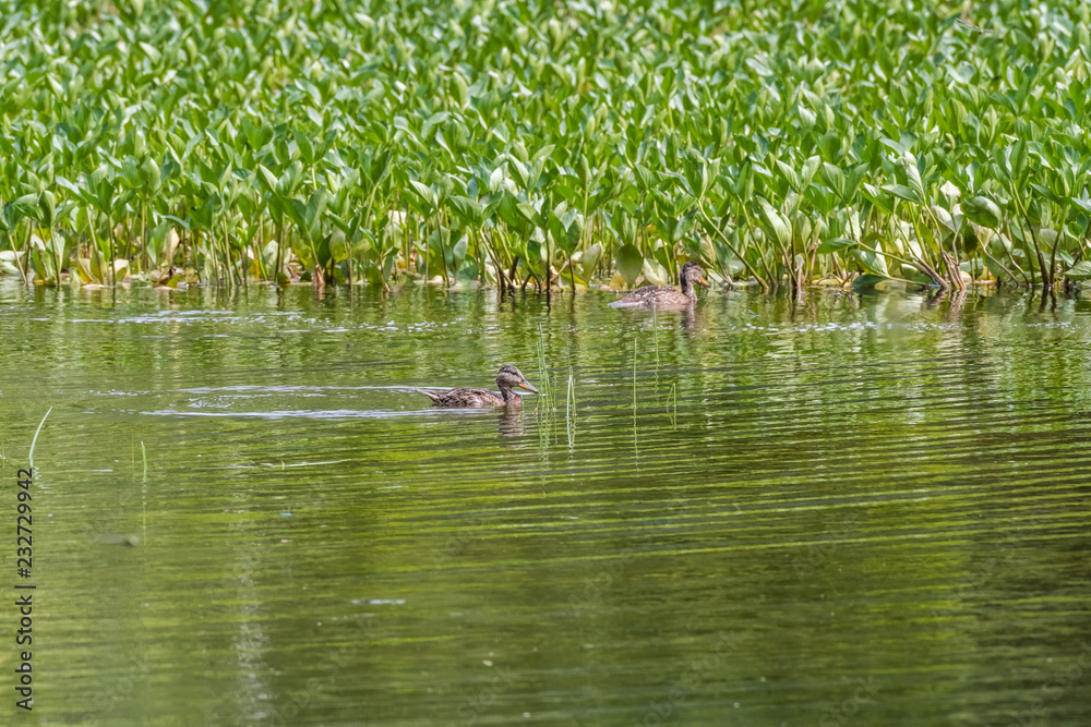 Fototapeta premium Scenery at Norikura Kogen