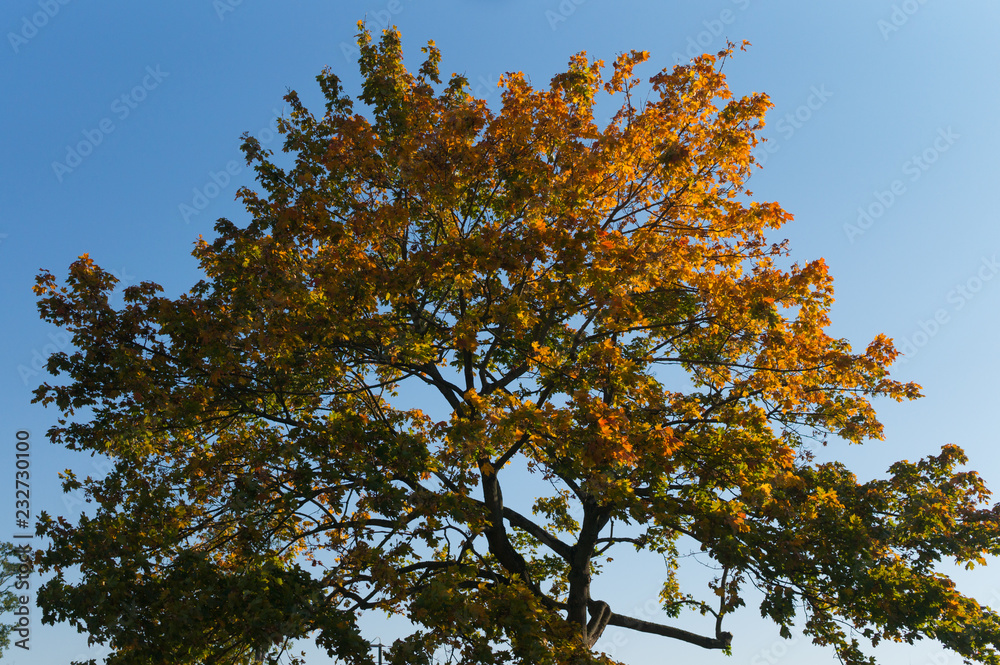 Obraz premium Autumn Tree Colors