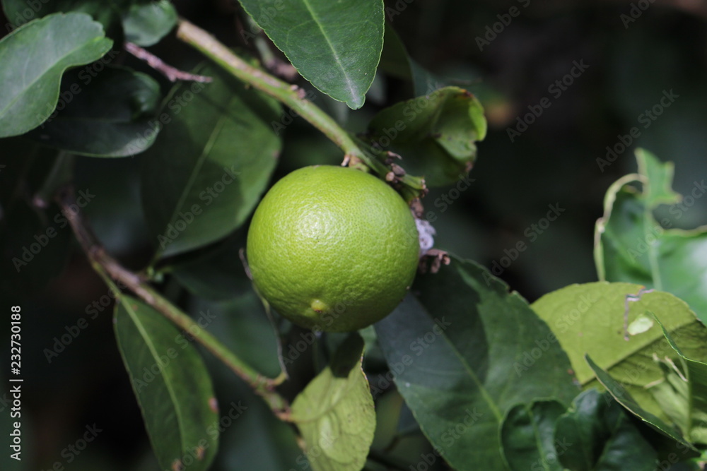 Fresh lemon in the garden Fresh lemon in the garden