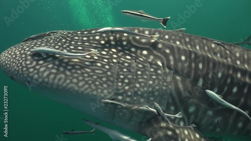 Close up shot of Whale shark (Rhincodon typus) 