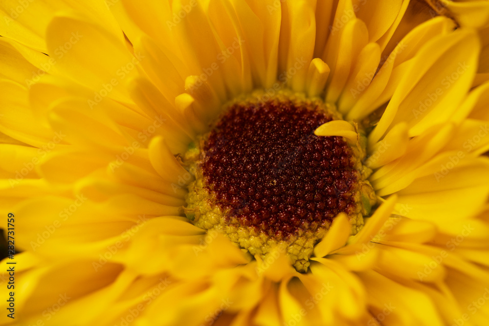 Macro view of a single yellow chrysanthemum blossom with brown eye disk Macro view of a single yellow chrysanthemum blossom with brown eye disk