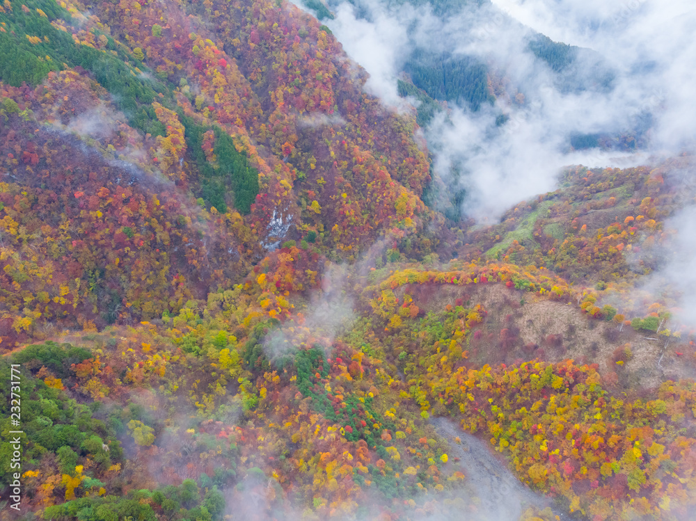 Fototapeta 紅葉と霧 Sea of ​​clouds and autumn colors of Japan