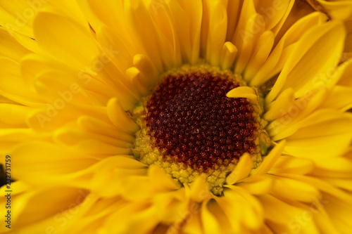 Macro view of a single yellow chrysanthemum blossom with brown eye disk © Cynthia