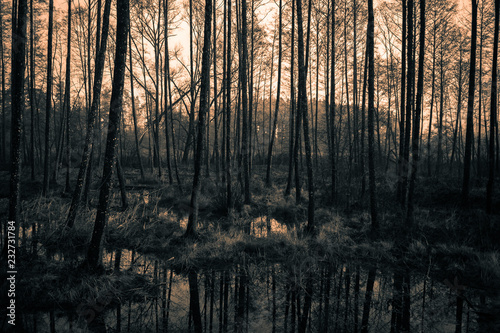 Nebelwald