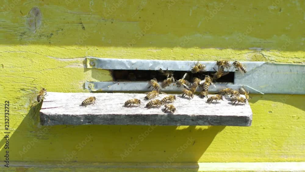 Closeup view of bees go in and out in the hive Closeup view of bees go in and out in the hive