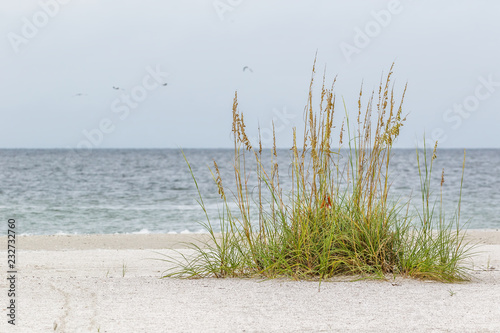 Fototapeta Naklejka Na Ścianę i Meble -  Beach Grass